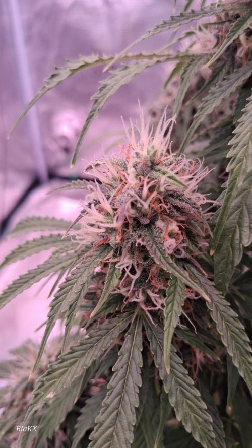 Auto BlaKX Opium. Week 9