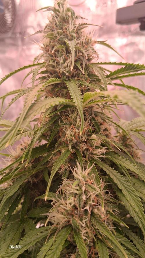 Auto BlaKX Opium. Week 9