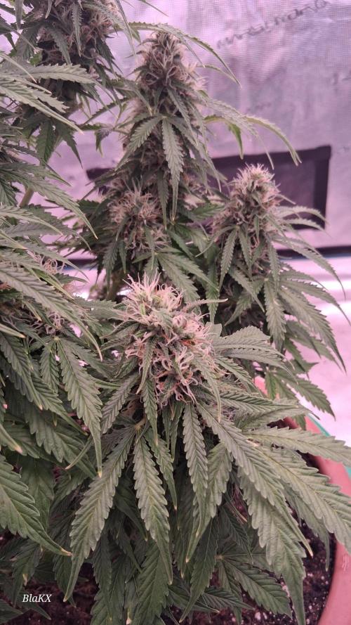 Auto BlaKX Opium. Week 9