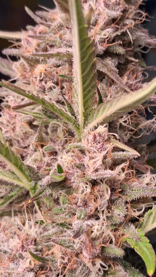 Banana Purpel Punsh Organisch mit EPN. Week 7