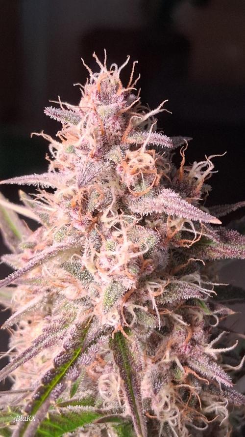 Banana Purpel Punsh Organisch mit EPN. Week 7