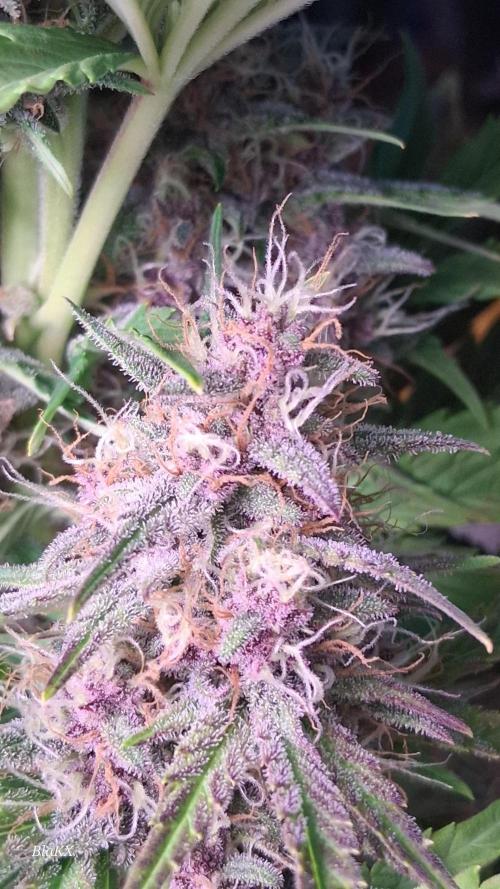 Banana Purpel Punsh Organisch mit EPN. Week 7