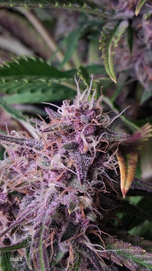 Banana Purpel Punsh Organisch mit EPN. Week 7