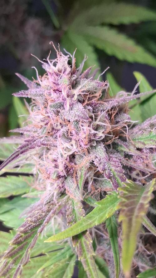 Banana Purpel Punsh Organisch mit EPN. Week 7