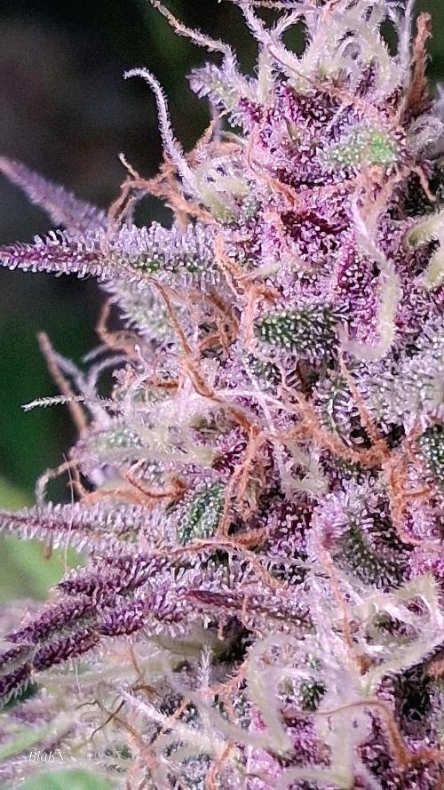 Banana Purpel Punsh Organisch mit EPN. Week 7