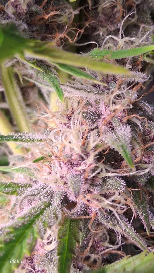 Banana Purpel Punsh Organisch mit EPN. Week 7