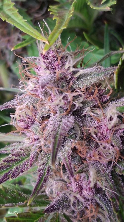 Banana Purpel Punsh Organisch mit EPN. Week 7