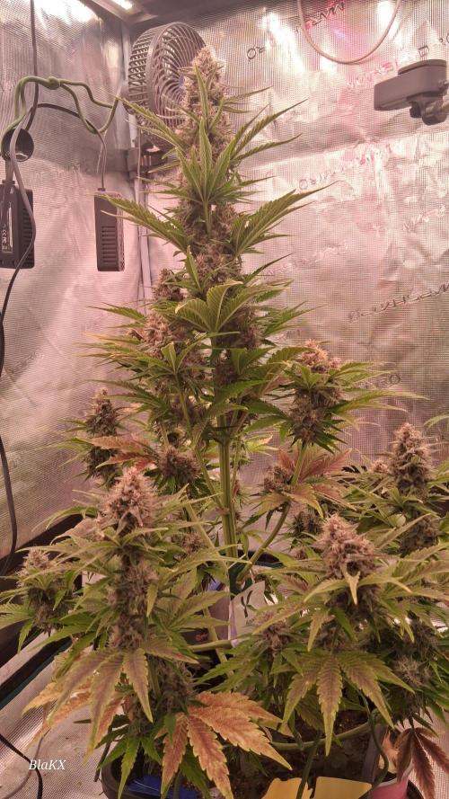 Banana Purpel Punsh Organisch mit EPN. Week 7