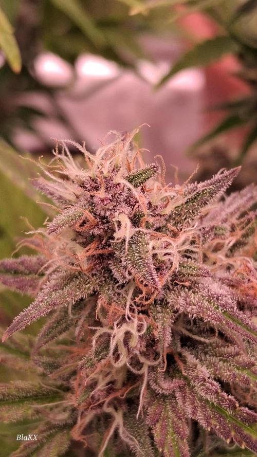 Banana Purpel Punsh Organisch mit EPN. Week 7