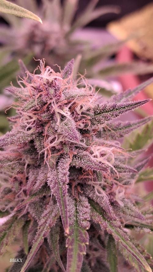 Banana Purpel Punsh Organisch mit EPN. Week 7