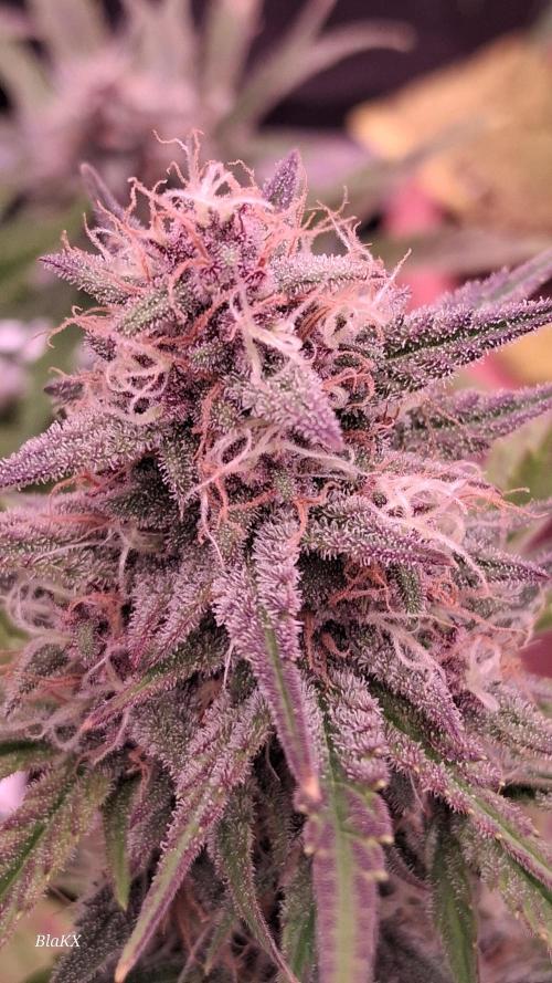 Banana Purpel Punsh Organisch mit EPN. Week 7