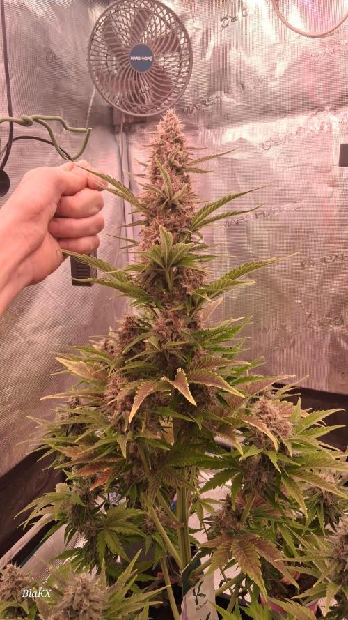 Banana Purpel Punsh Organisch mit EPN. Week 7