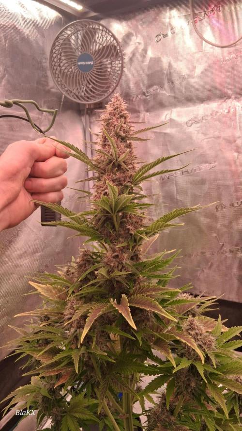 Banana Purpel Punsh Organisch mit EPN. Week 7