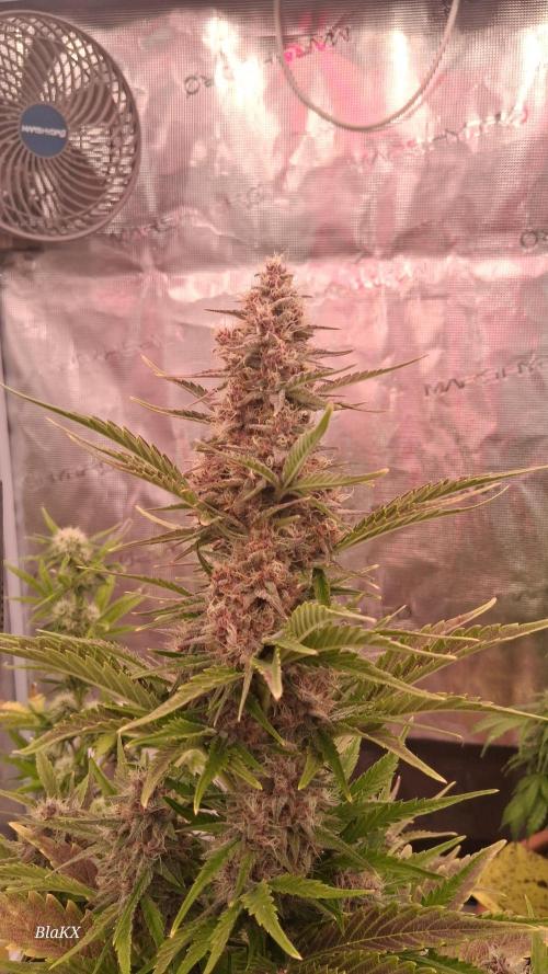 Banana Purpel Punsh Organisch mit EPN. Week 7