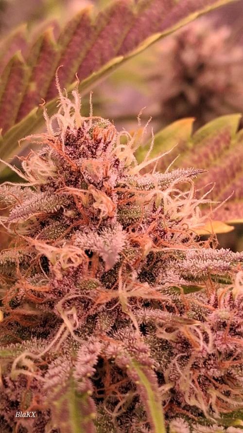 Banana Purpel Punsh Organisch mit EPN. Week 7