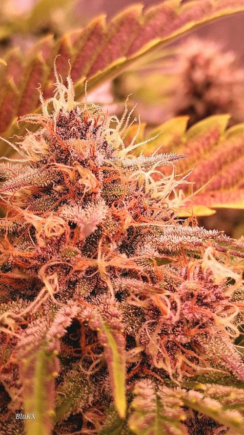 Banana Purpel Punsh Organisch mit EPN. Week 7