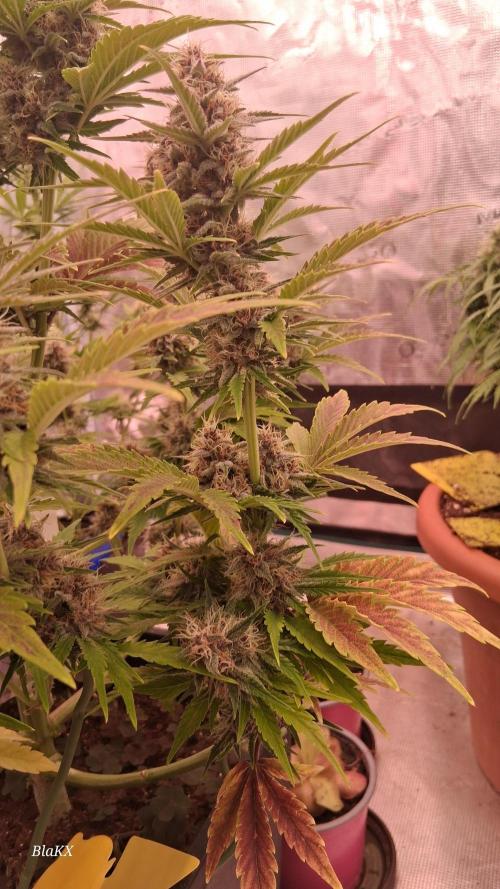 Banana Purpel Punsh Organisch mit EPN. Week 7