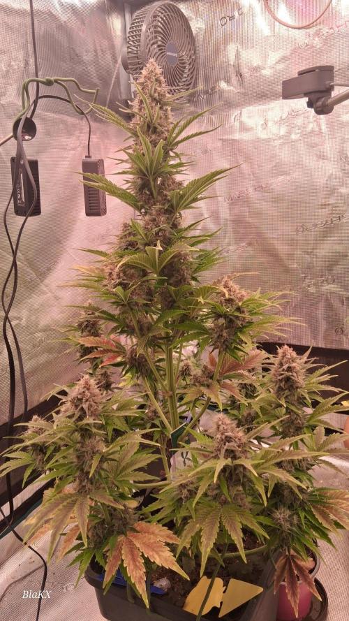 Banana Purpel Punsh Organisch mit EPN. Week 7