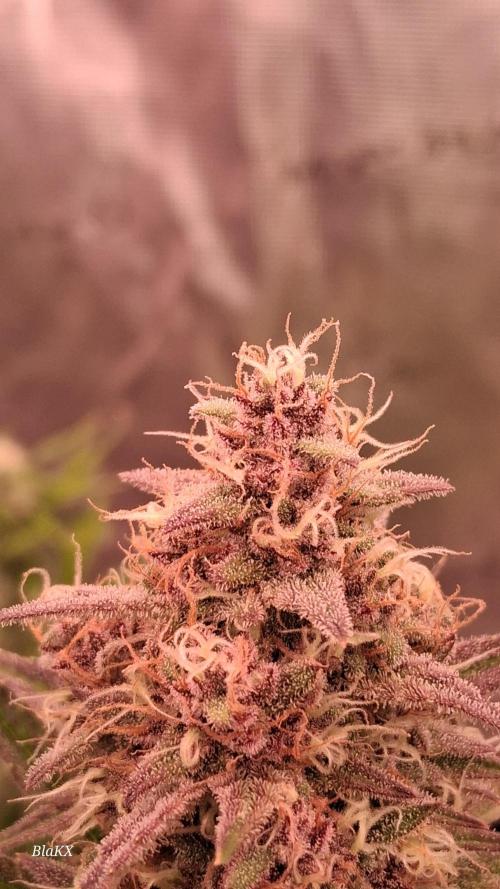 Banana Purpel Punsh Organisch mit EPN. Week 7