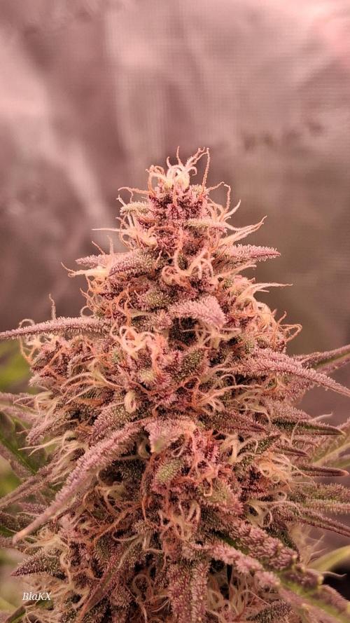 Banana Purpel Punsh Organisch mit EPN. Week 7