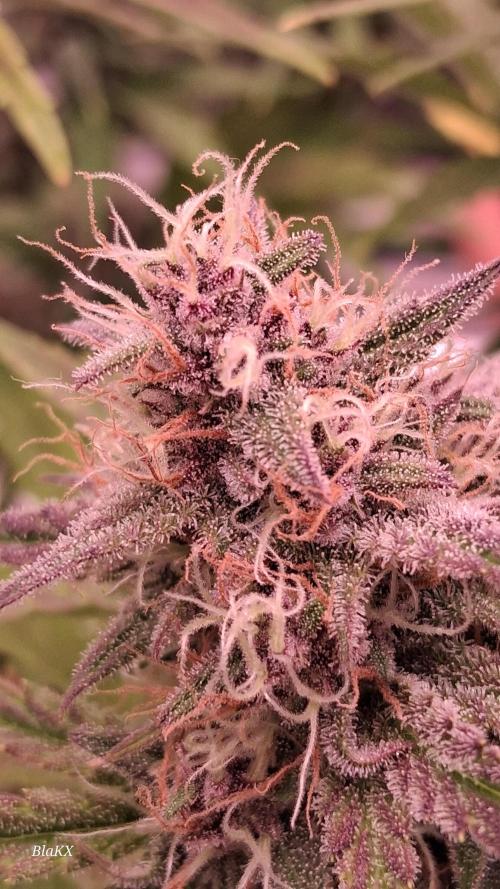 Banana Purpel Punsh Organisch mit EPN. Week 7