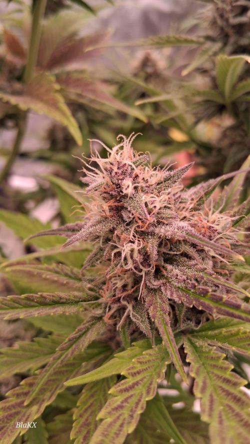 Banana Purpel Punsh Organisch mit EPN. Week 7