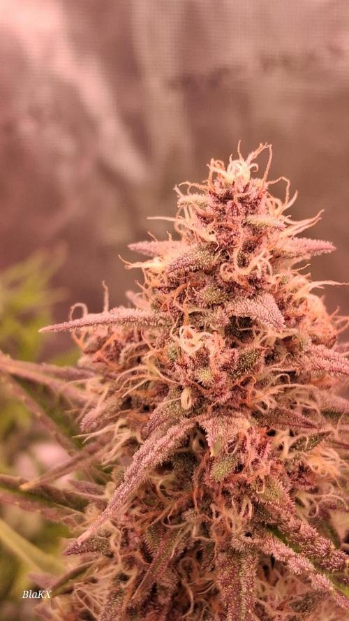 Banana Purpel Punsh Organisch mit EPN. Week 7