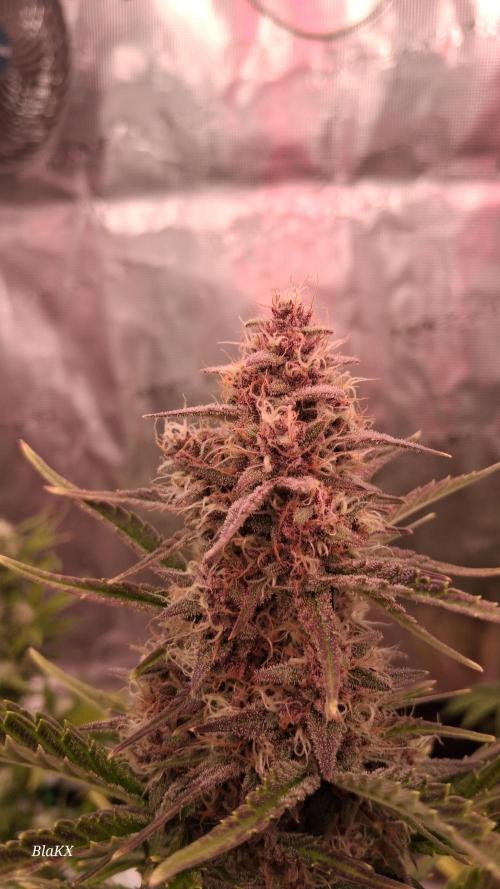 Banana Purpel Punsh Organisch mit EPN. Week 7