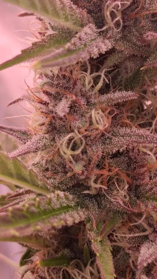 Banana Purpel Punsh Organisch mit EPN