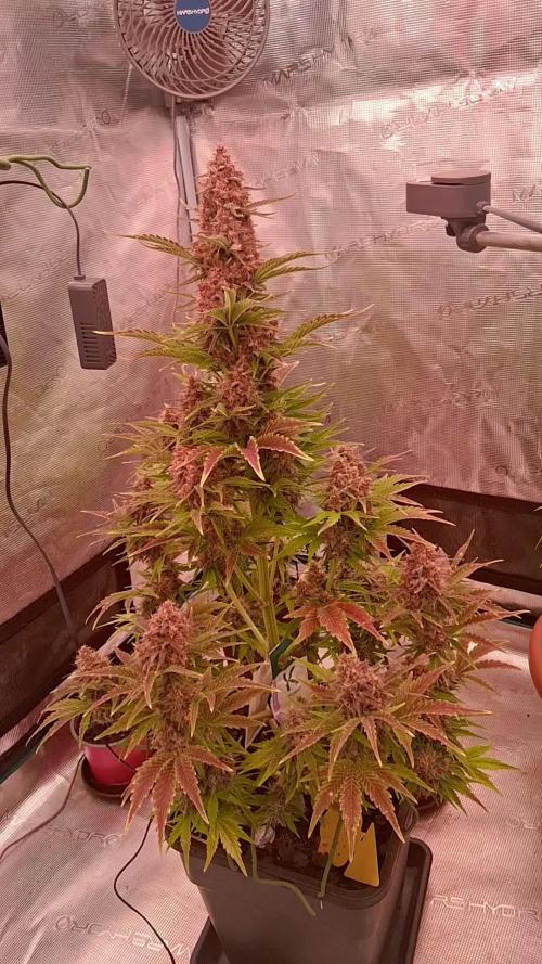 Banana Purpel Punsh Organisch mit EPN