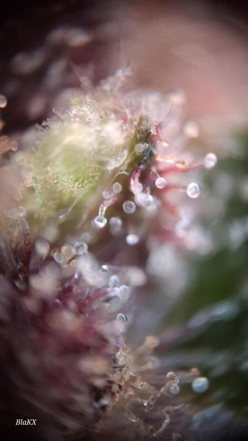 Banana Purpel Punsh Organisch mit EPN. Week 8