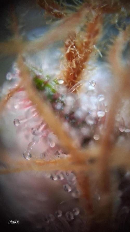 Banana Purpel Punsh Organisch mit EPN. Week 8