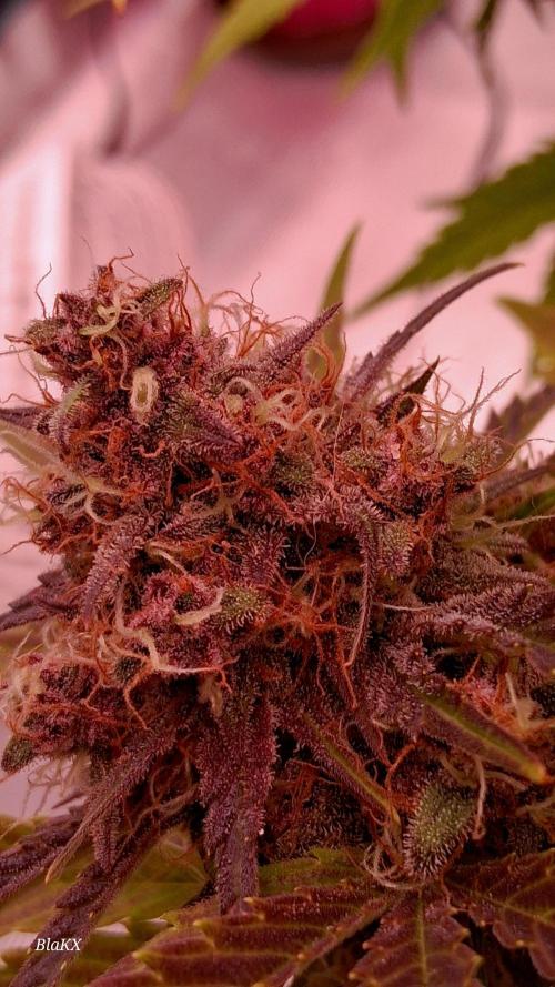 Banana Purpel Punsh Organisch mit EPN. Week 8