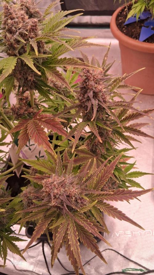 Banana Purpel Punsh Organisch mit EPN. Week 8