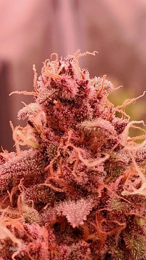 Banana Purpel Punsh Organisch mit EPN. Week 8