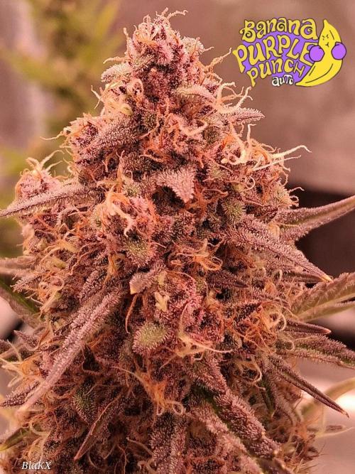 Banana Purpel Punsh Organisch mit EPN. Week 8