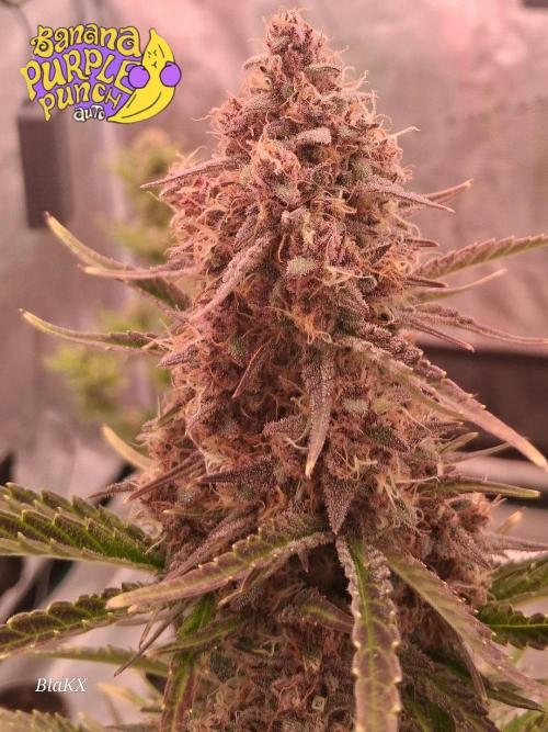 Banana Purpel Punsh Organisch mit EPN. Week 8