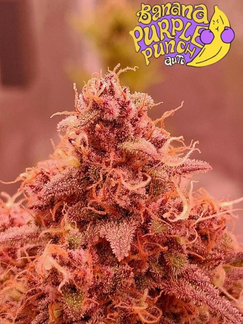 Banana Purpel Punsh Organisch mit EPN. Week 8