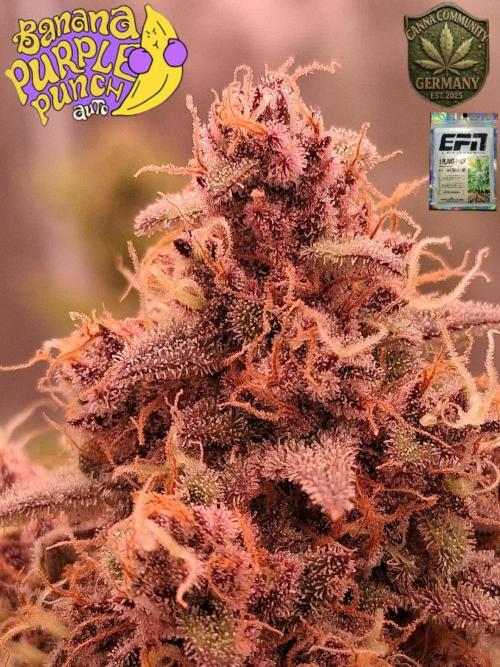 Banana Purpel Punsh Organisch mit EPN. Week 8