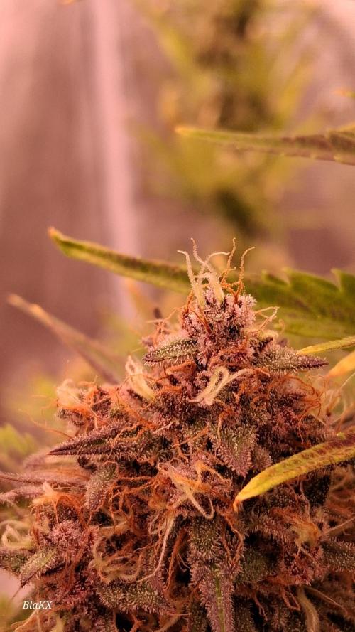 Banana Purpel Punsh Organisch mit EPN. Week 8