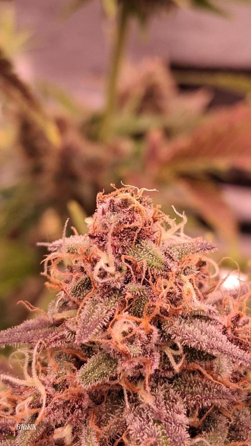 Banana Purpel Punsh Organisch mit EPN. Week 8