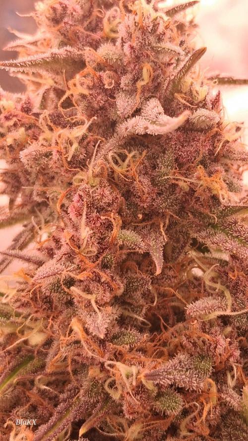 Banana Purpel Punsh Organisch mit EPN. Week 8