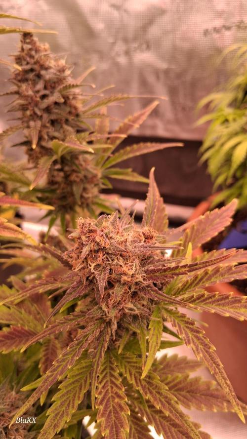 Banana Purpel Punsh Organisch mit EPN. Week 8