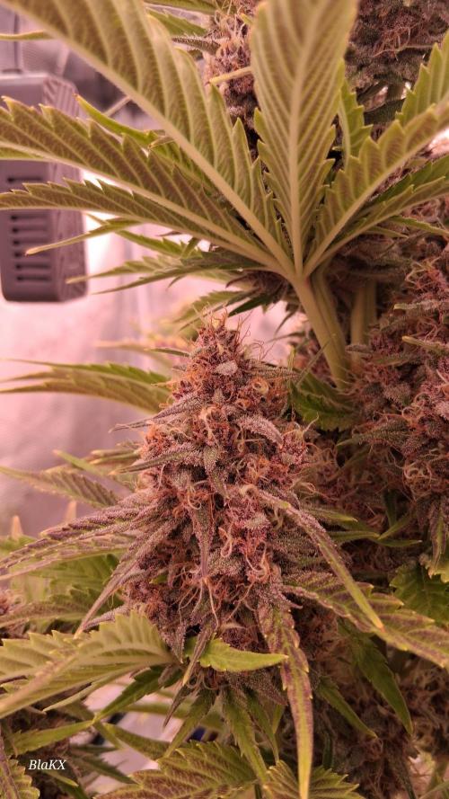 Banana Purpel Punsh Organisch mit EPN. Week 8