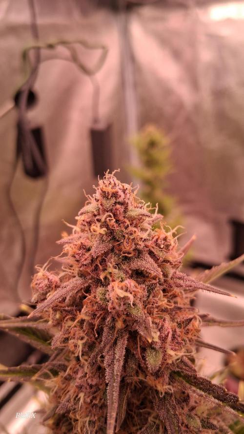 Banana Purpel Punsh Organisch mit EPN. Week 8