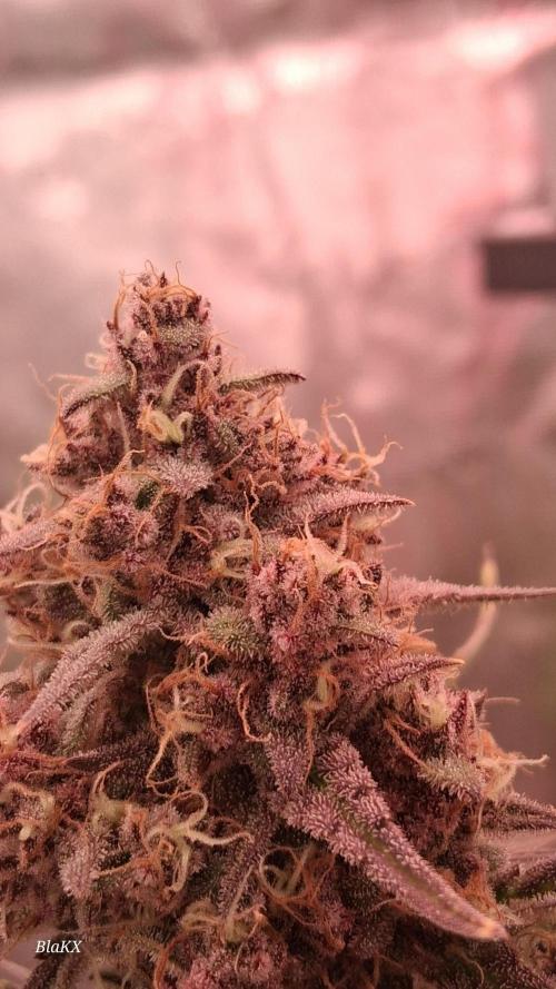 Banana Purpel Punsh Organisch mit EPN. Week 8