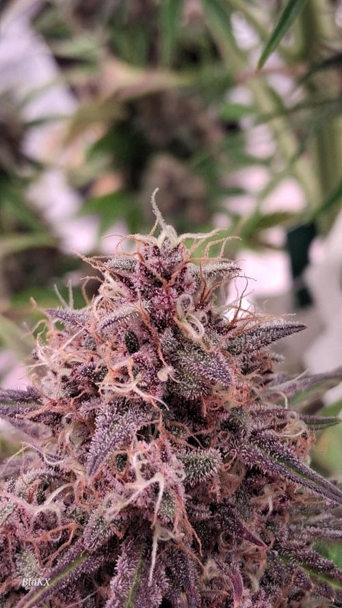 Banana Purpel Punsh Organisch mit EPN. Week 8