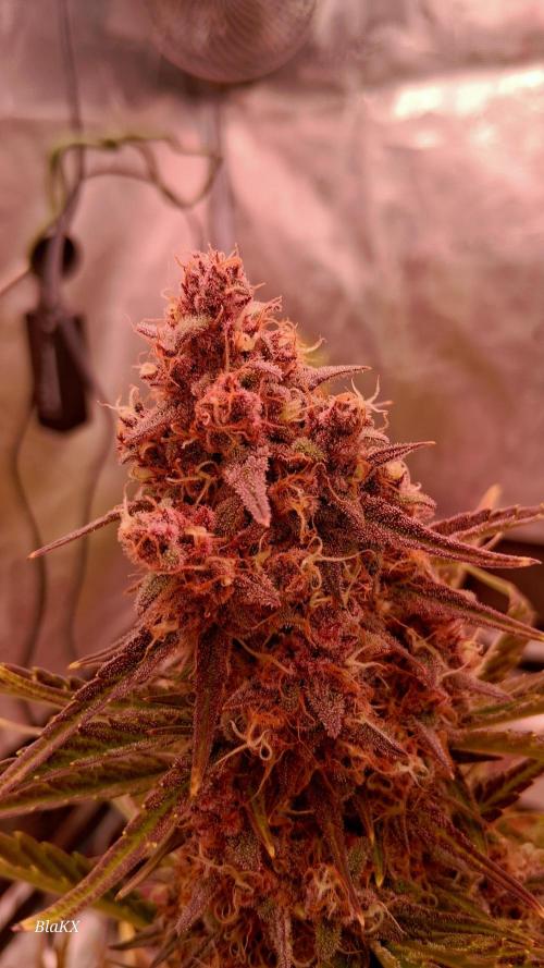 Banana Purpel Punsh Organisch mit EPN. Week 8