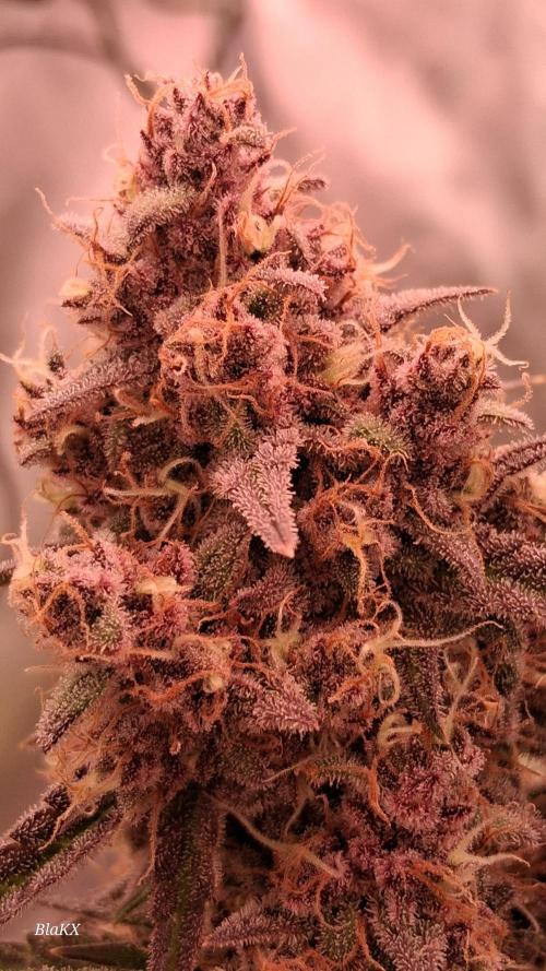 Banana Purpel Punsh Organisch mit EPN. Week 8