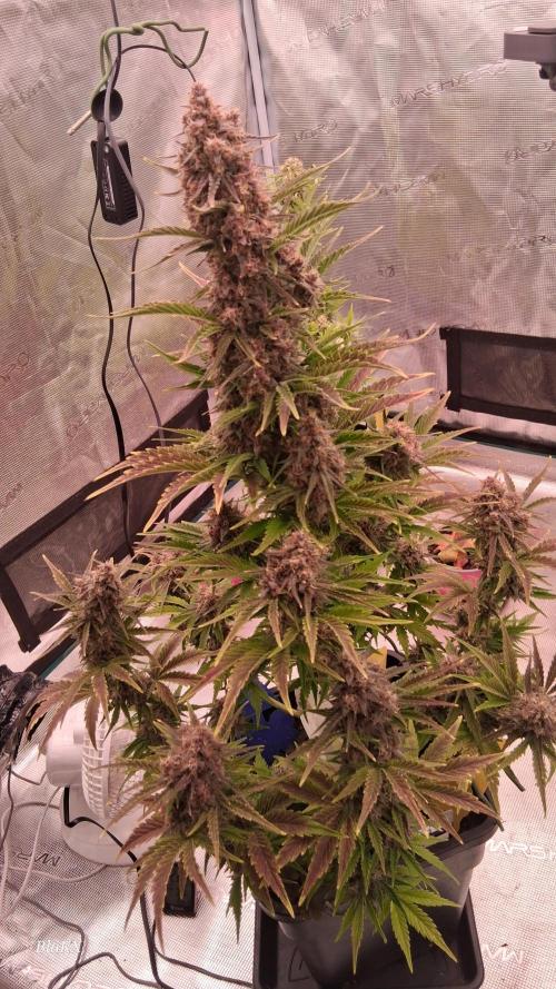 Banana Purpel Punsh Organisch mit EPN. Week 8